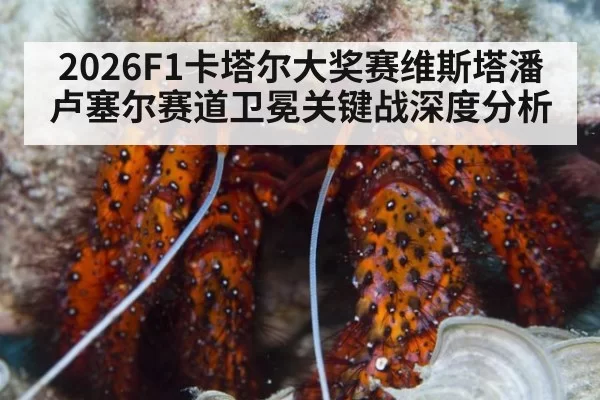 2026F1卡塔尔大奖赛维斯塔潘卢塞尔赛道卫冕关键战深度分析